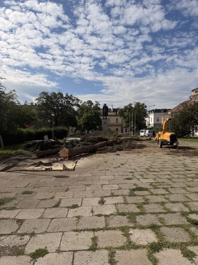 Protest mieszkańców nie pomógł. Świerki i modrzewie na Placu Drzewnym w Tarnowie zostały wycięte