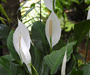 Jak dbać o skrzydłokwiat? Odkryj jego sekrety pielęgnacji!