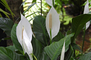 Jak dbać o skrzydłokwiat? Odkryj jego sekrety pielęgnacji!