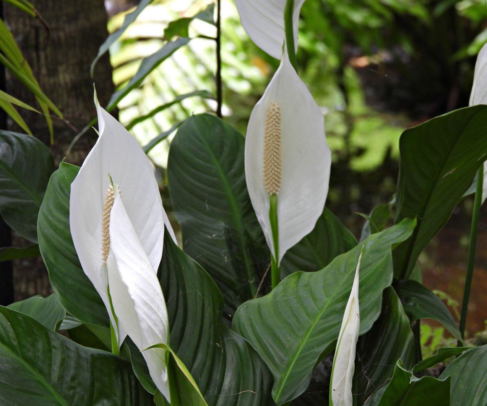 Jak dbać o skrzydłokwiat? Odkryj jego sekrety pielęgnacji!