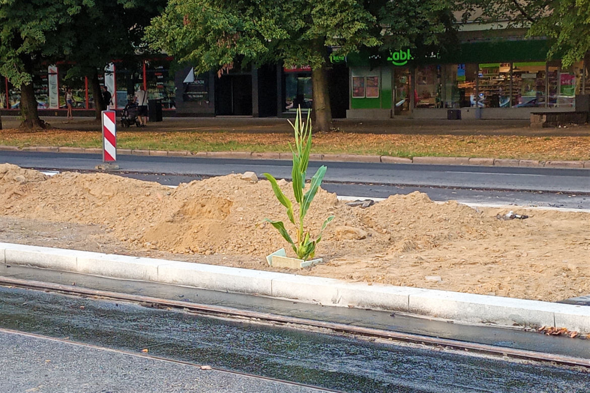 W centrum Szczecina wyrosła dorodna... kukurydza!
