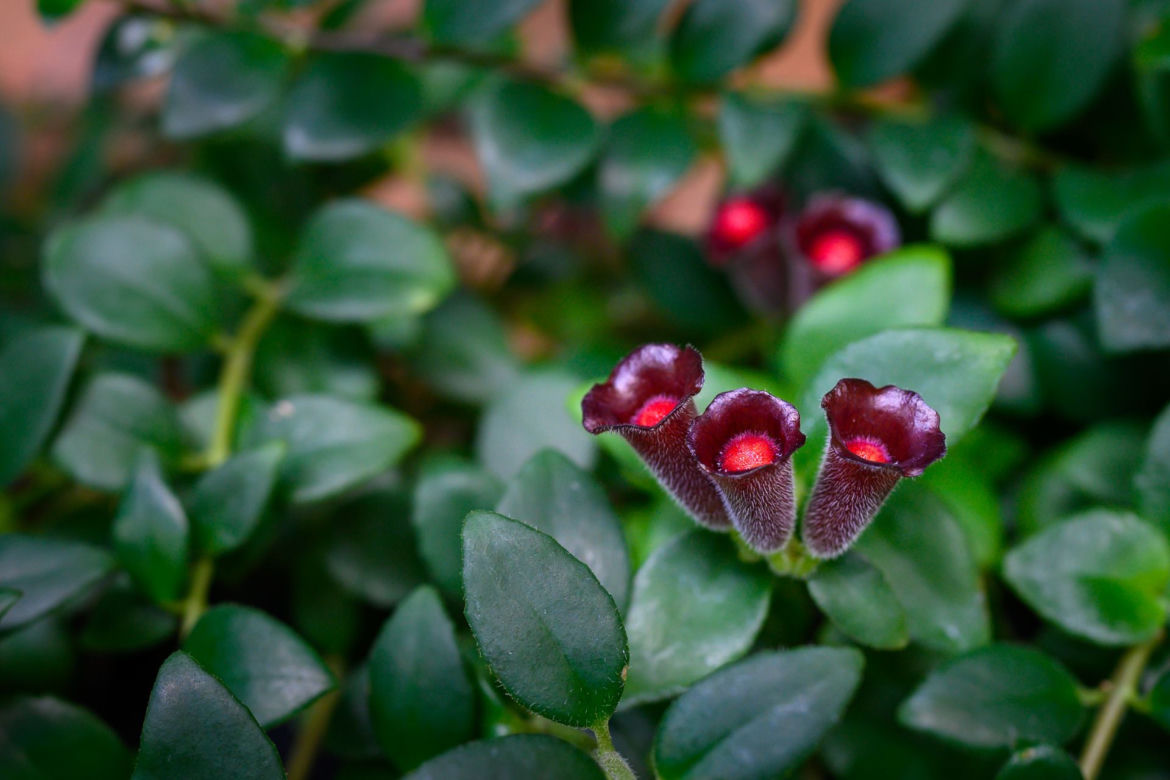 Eszynantus (Aeschynanthus)