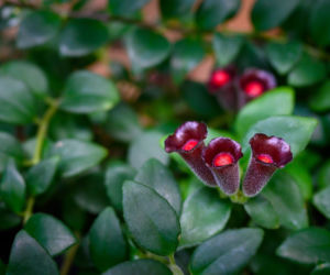 Eszynantus (Aeschynanthus)