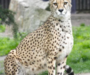 Zwierzak Roku 2025 Warszawskiego ZOO. Oto nominowane zwierzaki