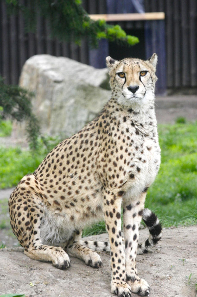 Gepardzica Lara