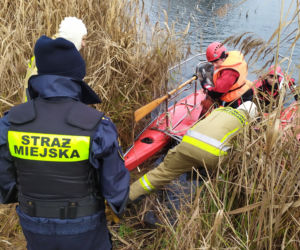 Poznań: Sowa chciała wlecieć do przedszkola. Została ranna! 