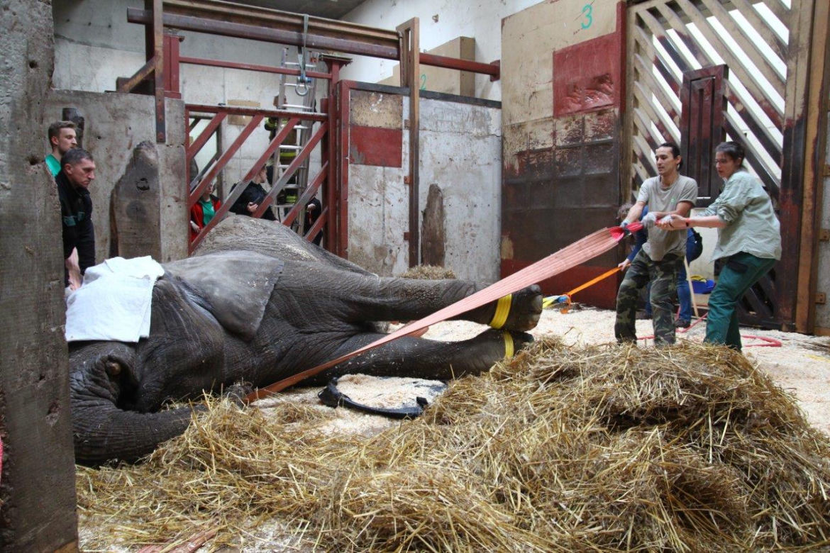 Dramatyczna akcja w zoo 