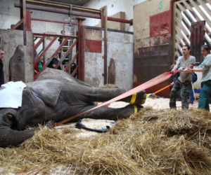 Dramatyczna akcja w zoo 