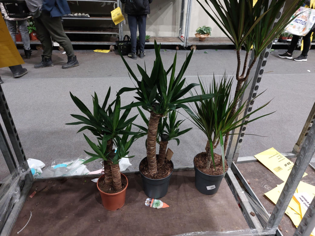 Festiwal Roślin w Rzeszowie [GALERIA]