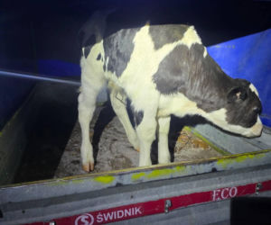 Znaleziony zgubiony cielak ma DK2 w Zbuczynie