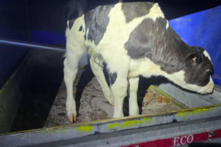 Znaleziony zgubiony cielak ma DK2 w Zbuczynie