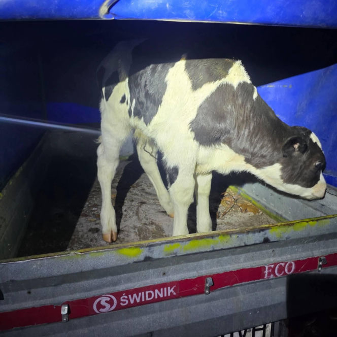 Znaleziony zgubiony cielak ma DK2 w Zbuczynie