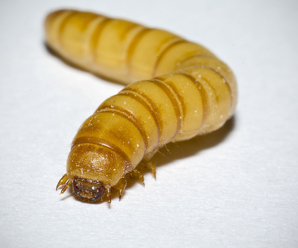 larwa chrząszcza