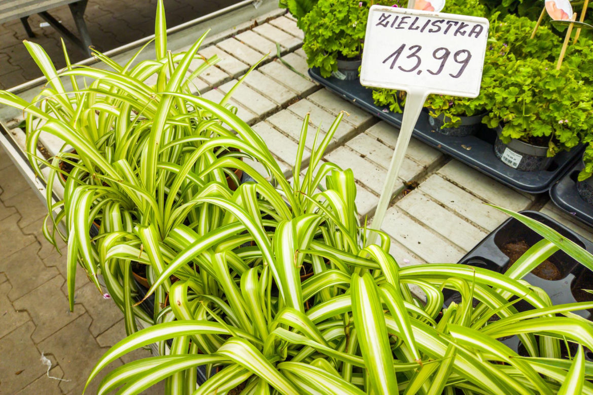 Zielistka – 13,99 zł/szt.