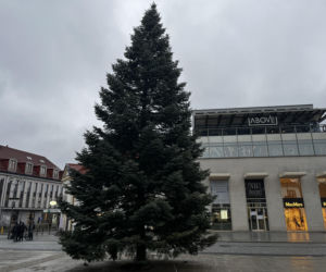 Wielki choinka stanęła na Rynku Kościuszki