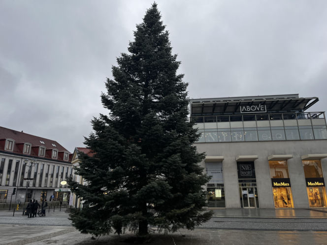 Wielki choinka stanęła na Rynku Kościuszki