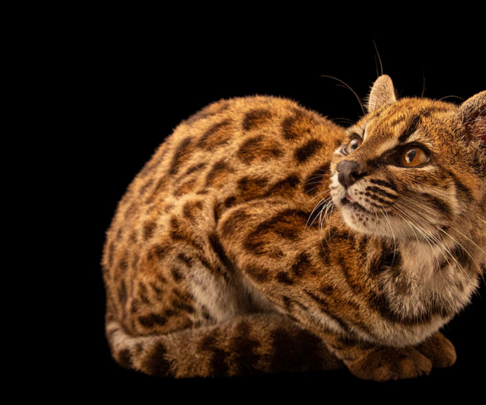 Mały kot Leopardus tilcayo o cętkowanej sierści spogląda w górę. O nowym gatunku z Boliwii przeczytasz w Eska.
