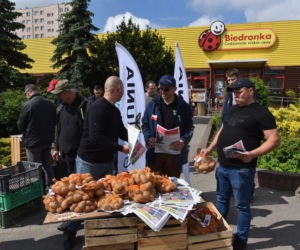 Nietypowy protest Agrounii. Rolnicy rozdawali ziemniaki w Toruniu