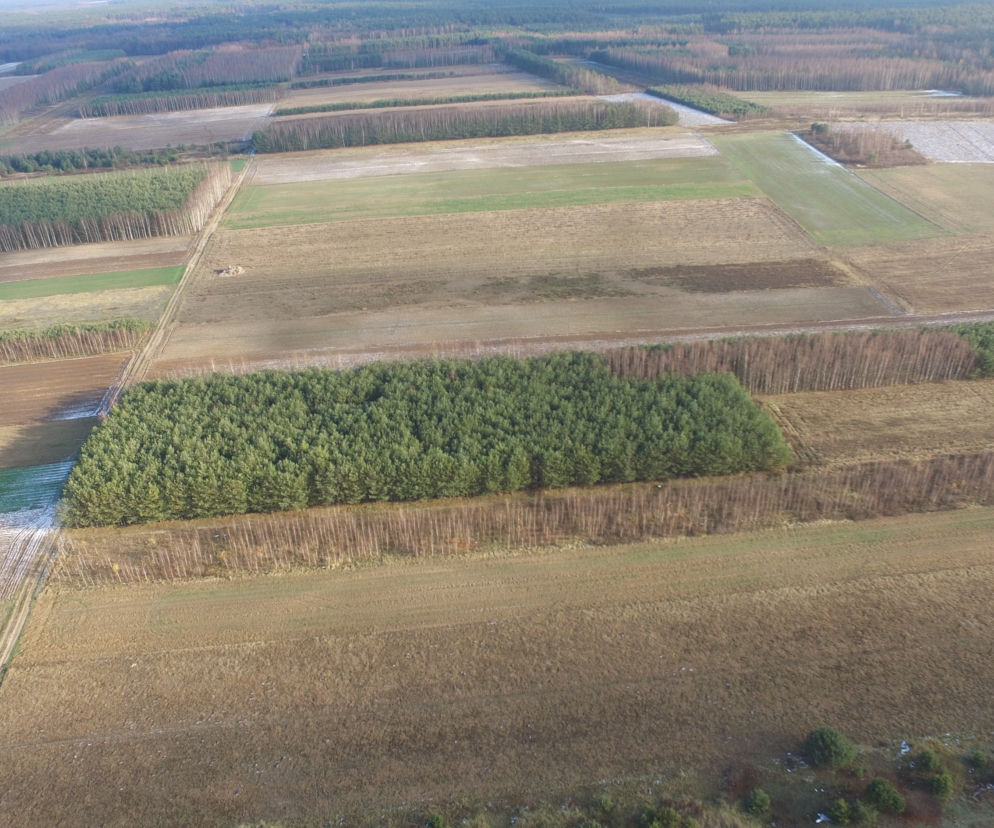 Podkarpacie: Szukają dronami martwych dzików padłych na afrykański pomór świń