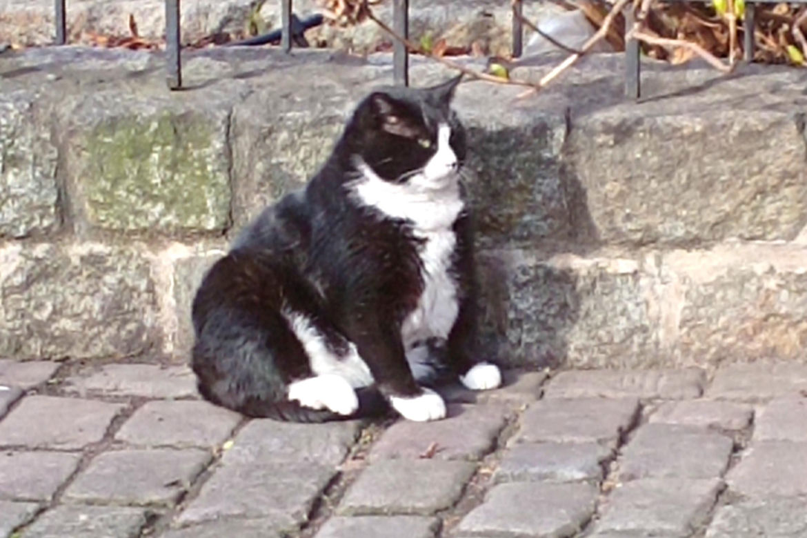 Kot Gacek
