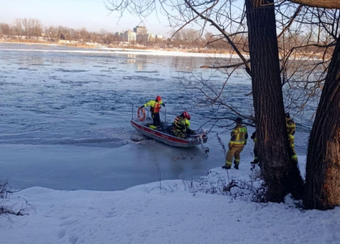 Łabędź przymarzł do lodu na Wiśle