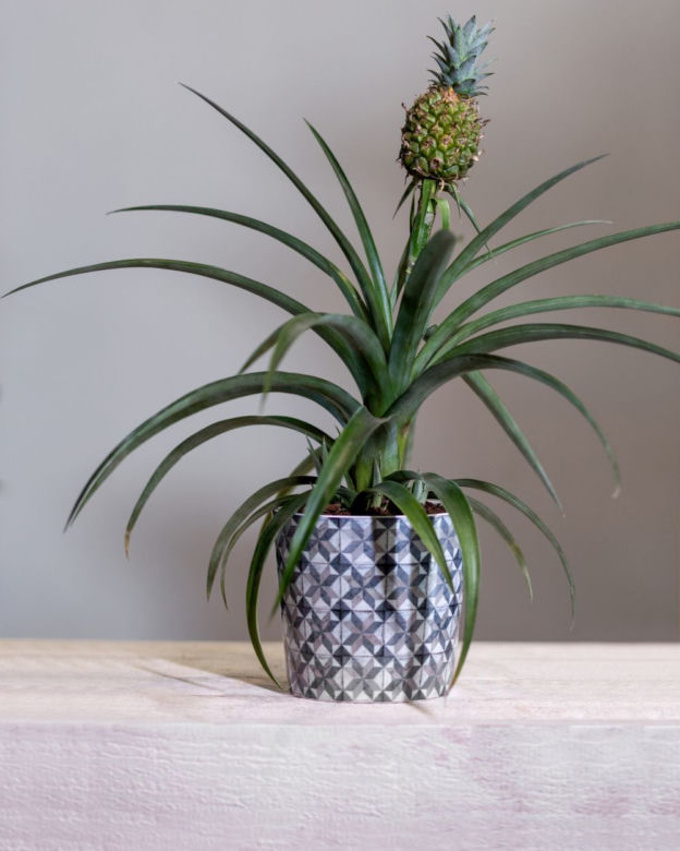 Ananas