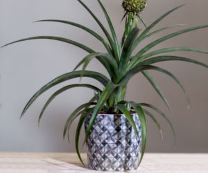 Ananas