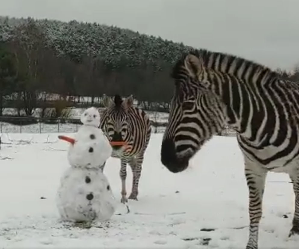 Zebra odgryzła mu rękę! Mroźne starcie w gdańskim zoo. ZOBACZ WIDEO