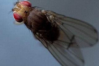 Mózg muszki owocowej rozpracowany. Polak w „Nature”, bo… grał w grę