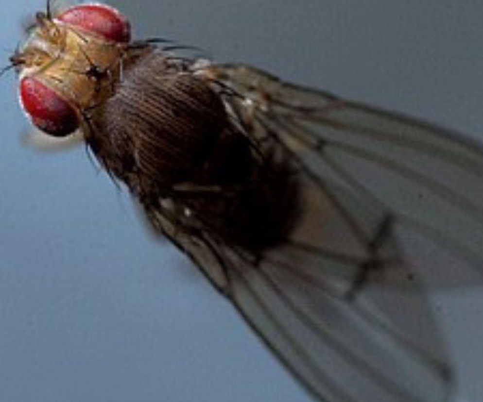 Mózg muszki owocowej rozpracowany. Polak w „Nature”, bo… grał w grę