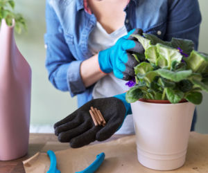 Nawożenie roślin doniczkowych