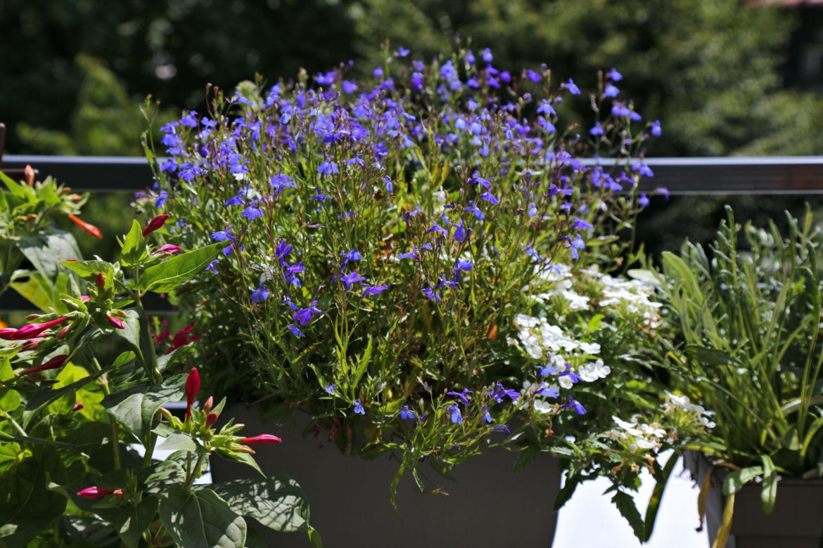 Lobelia