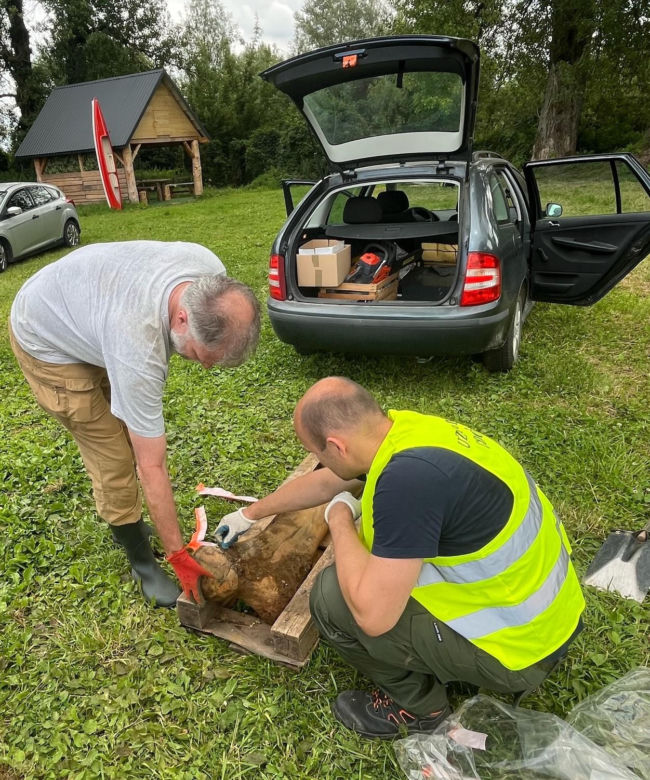 Kość mamuta znaleziona w Małopolsce