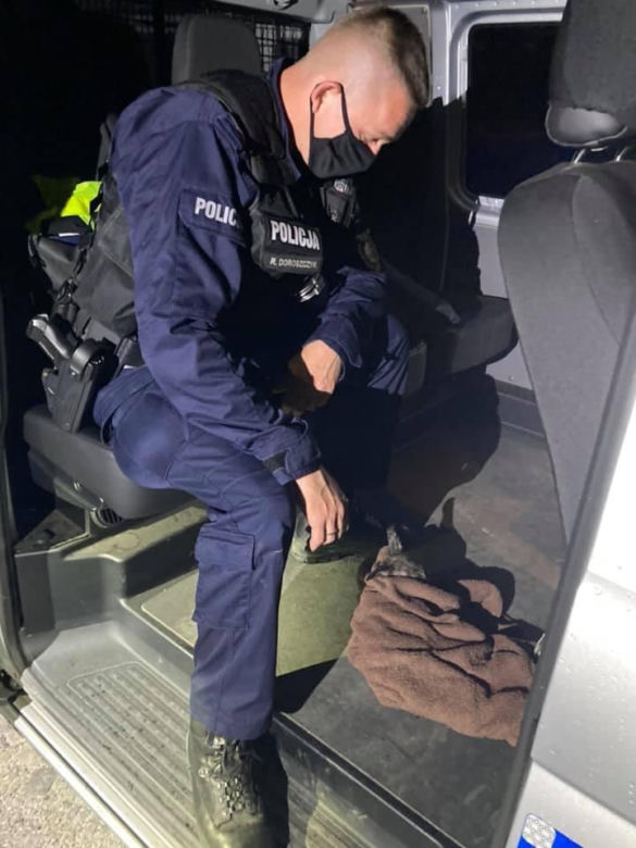 Śląskie: Ciężarna sarna zginęła pod autem. Z rozerwanego brzucha wypadło młode! Policjanci przyjęli poród 