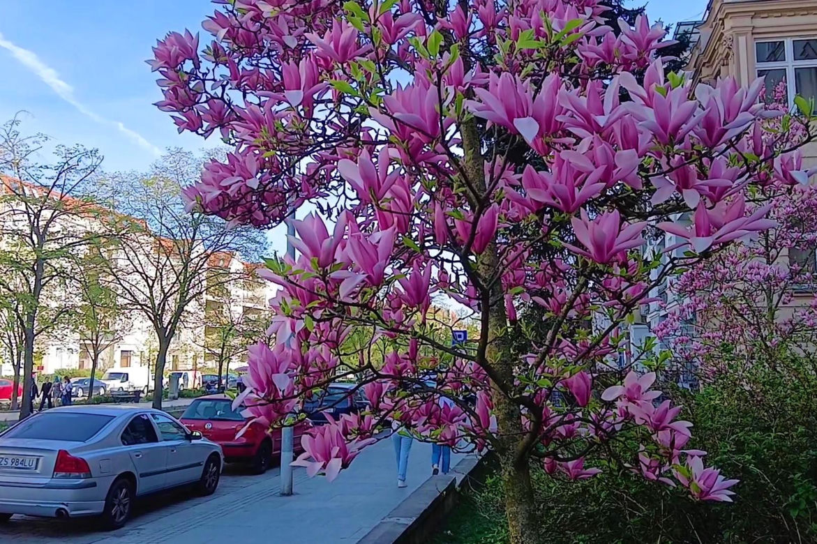 Magnolie w Szczecinie