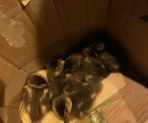 Leśnik Hubert Ogar z nadleśnictwa Radom kaczym bohaterem! 