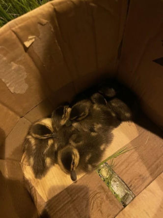 Leśnik Hubert Ogar z nadleśnictwa Radom kaczym bohaterem! 