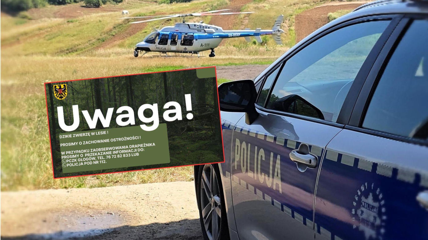 Puma na wolności na Dolnym Śląsku? Ogłoszono alarm i zakaz wstępu do lasu!