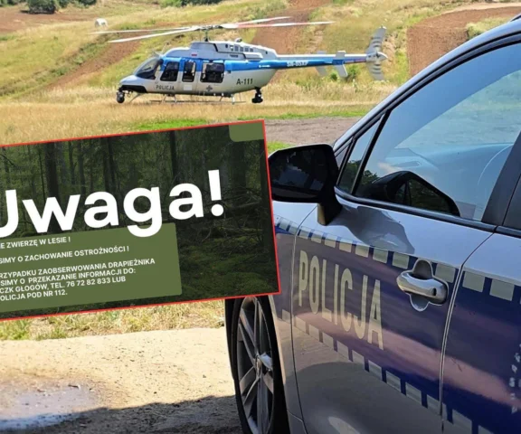Puma na Dolnym Śląsku? Policja wysłała śmigłowiec