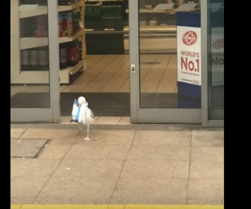 Mewa okrada supermarket i to nie jeden raz
