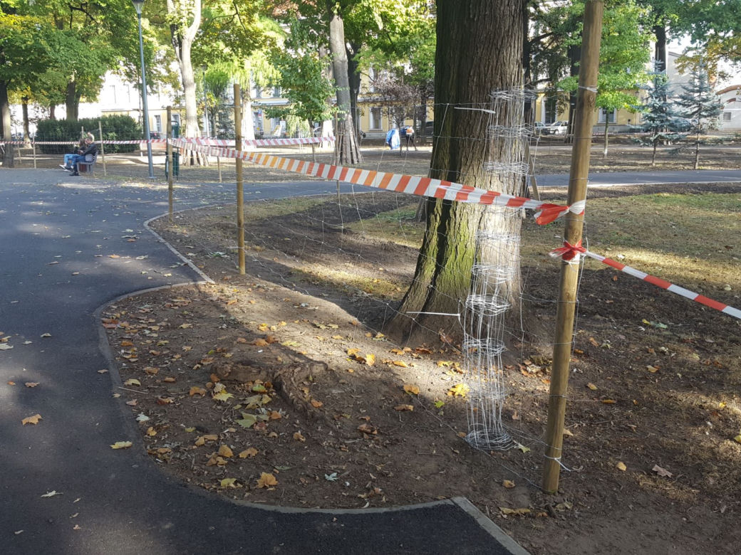 W Parku Kościuszki w Lesznie kwitnąć będą krokusy