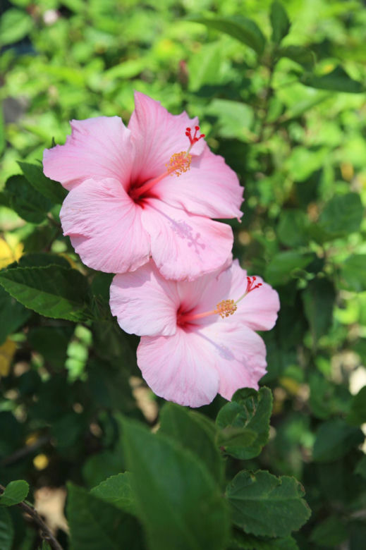 Hibiskus w kolorze różowym