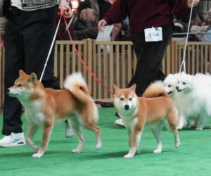 Międzynarodowa Wystawa Psów Rasowych Duo Cacib Kielce 2025