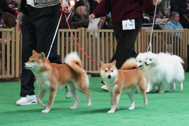 Międzynarodowa Wystawa Psów Rasowych Duo Cacib Kielce 2025