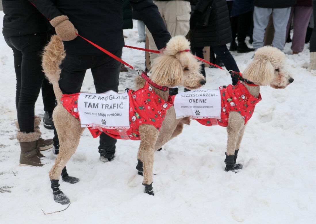 „Maszynka do mielenia mięsa i pałki z krwią”. Kulisy zamknięcia schroniska „Happy Dog”. Co dalej?