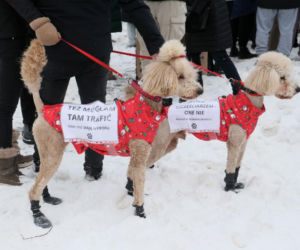 „Maszynka do mielenia mięsa i pałki z krwią”. Kulisy zamknięcia schroniska „Happy Dog”. Co dalej?