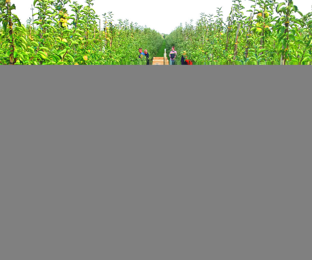 Super Agro 22 09