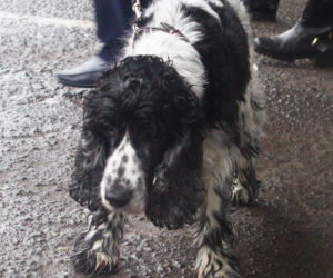 Pieski w Pałacu Prezydenckim