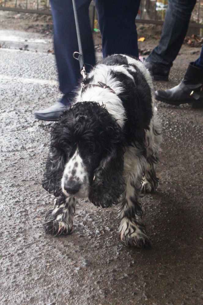 Pieski w Pałacu Prezydenckim