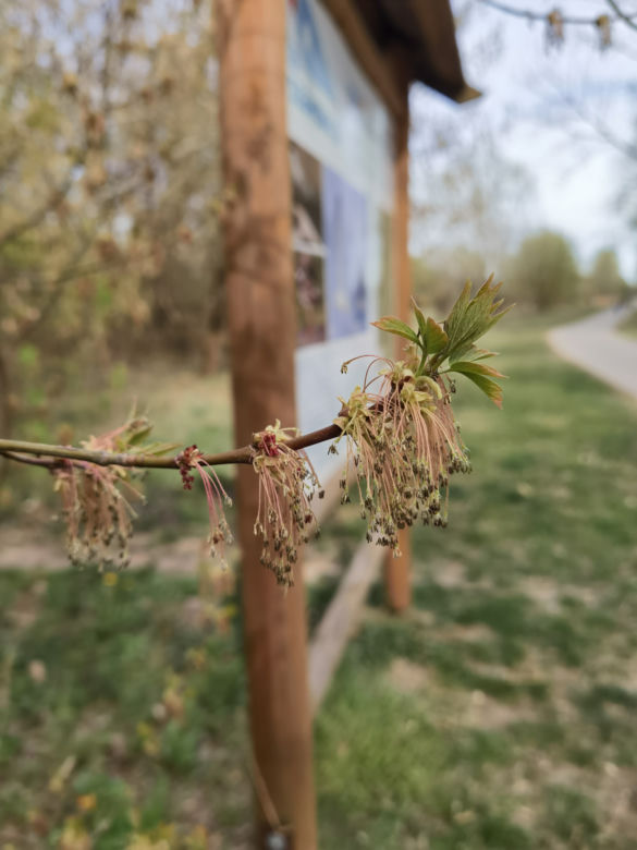 Zdjęcie wykonane telefonem Huawei P40 Pro